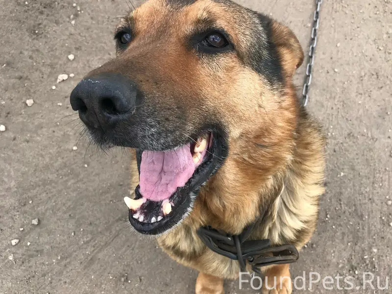 Пропал Шум, немецкая овчарка, Ичалки