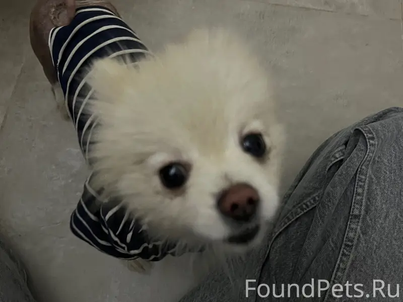 Найден шпиц, Новгородская 3Ак7