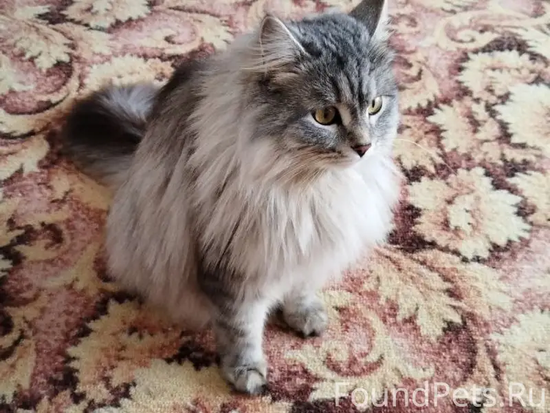 Пропала кошка Василиса