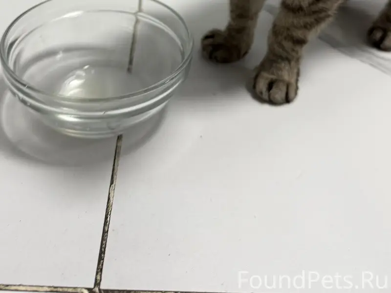 Найдена кошка, Бабушкина 13 а