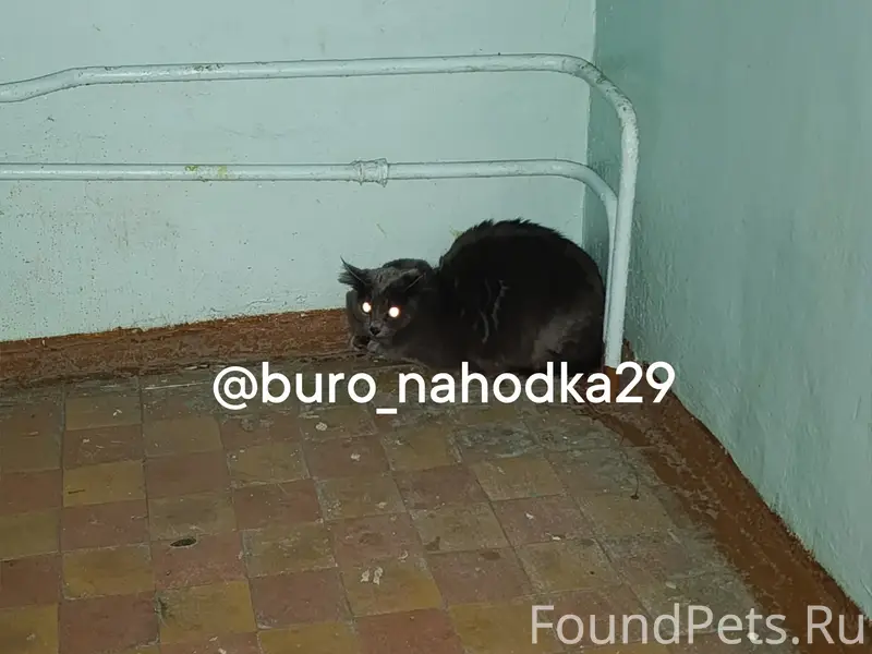 Найдена кошка, Ленинградский район