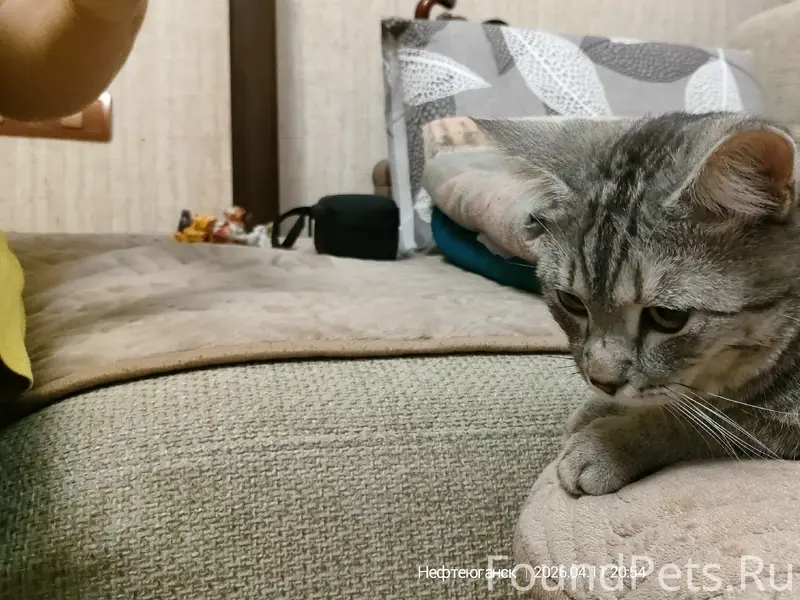 Найден кот, 12 мкр