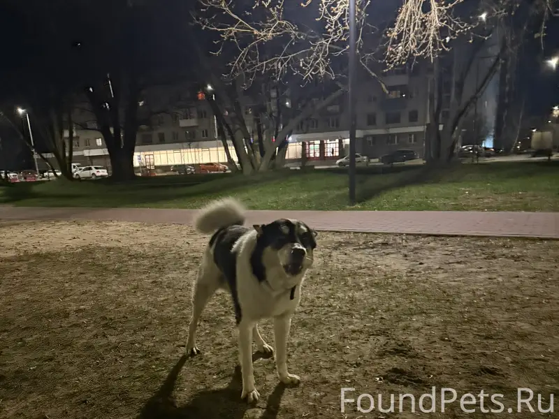 Найден а собака, пр. Молодёжный