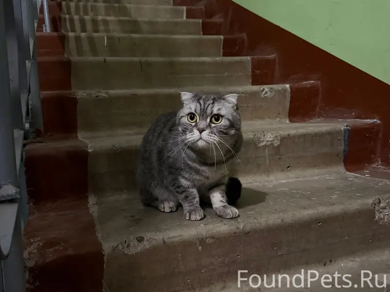 Найден кот или кошка, Щербинки-1
