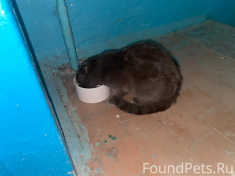 Найдена вислоухая кошка, ул. Каменская, 10