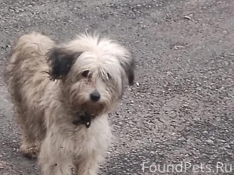 Пропала собака Жужа