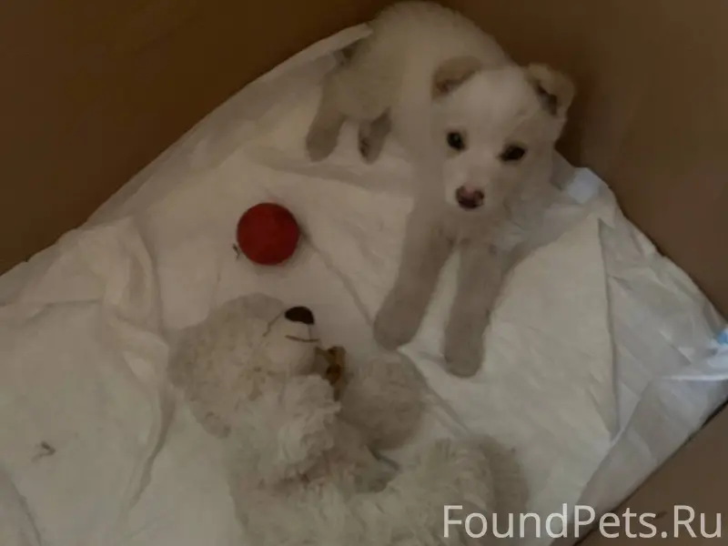 Найден щенок, 2 месяца