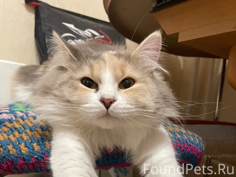 Пропала трехцветная кошка Карамелька