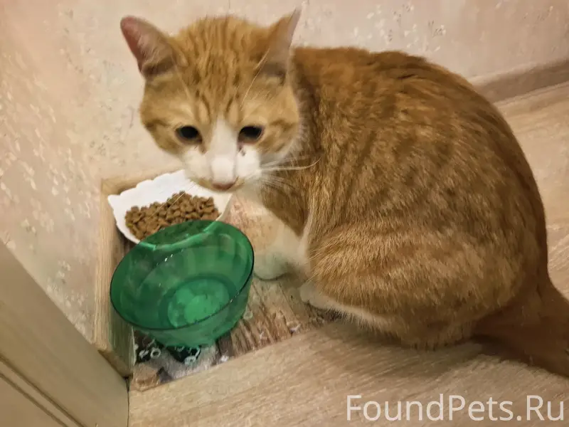 Найден кот, район 30 школы