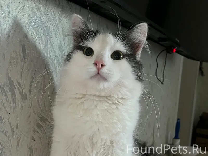 Пропал кот, Подлипки