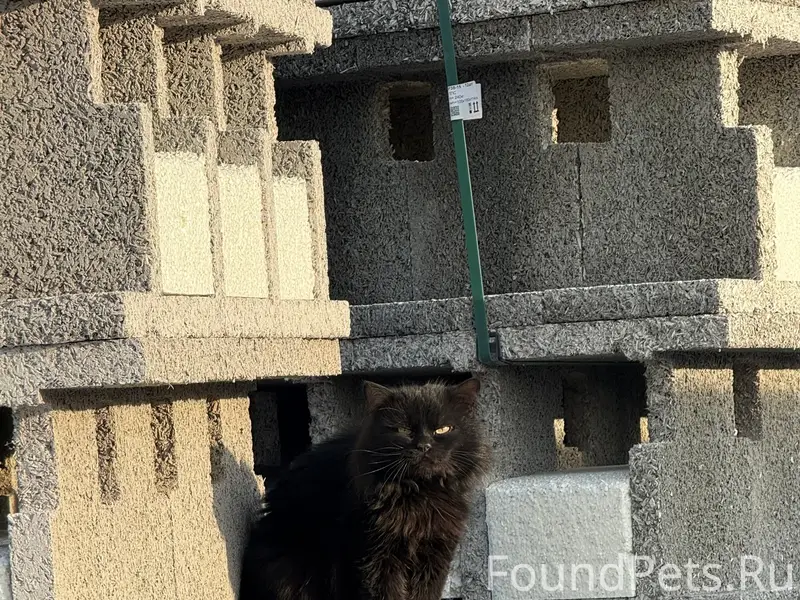 Пропал кот Кефир, Первомайский район