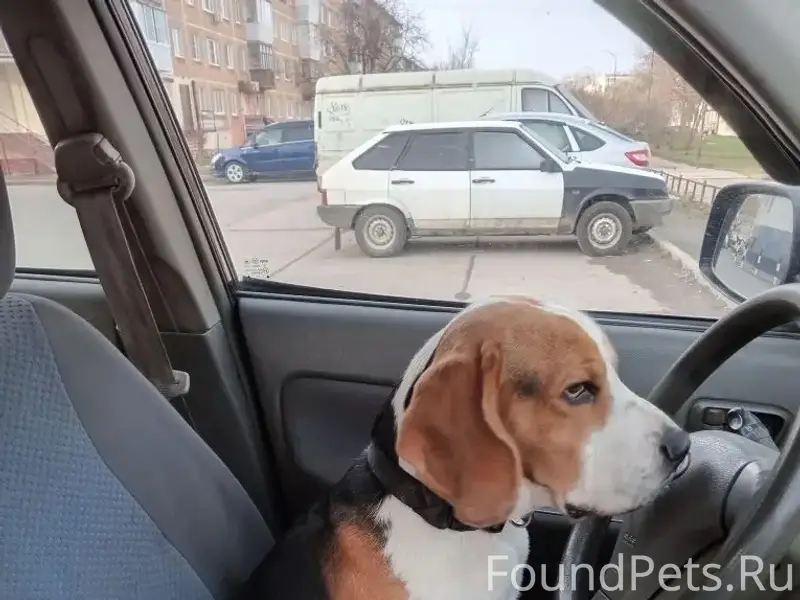 Найден бигль, район прометея