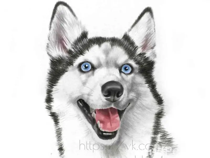 Найден хаски Миша, Саратов, ул. Тулайкова