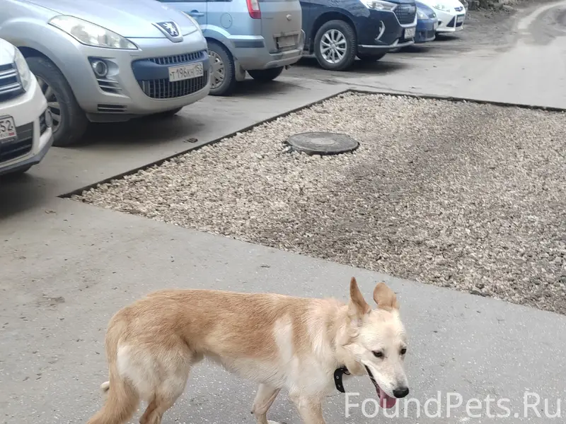 Найдена собака, г. Дзержинск