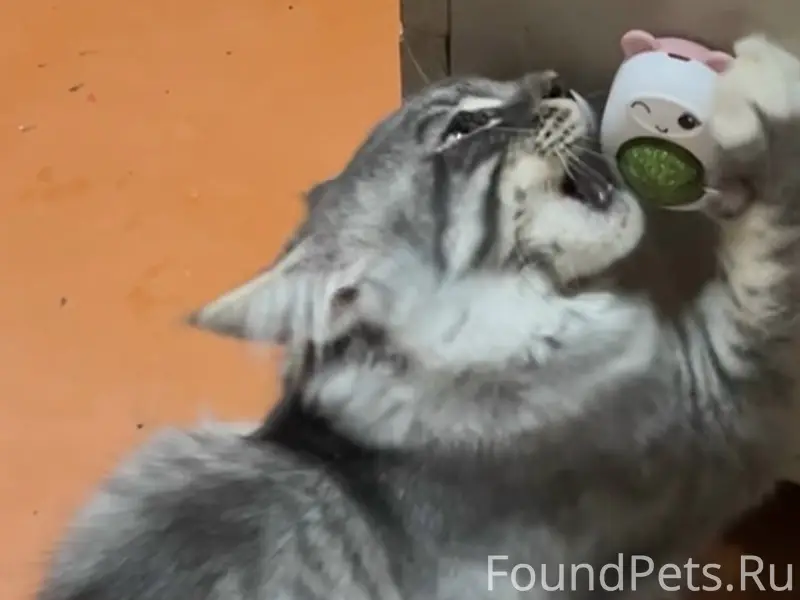 Пропал кот, район 1й школы и колхозного рынка