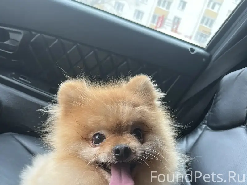 Пропал шпиц, хромает, ул. Зои Космодемьянской