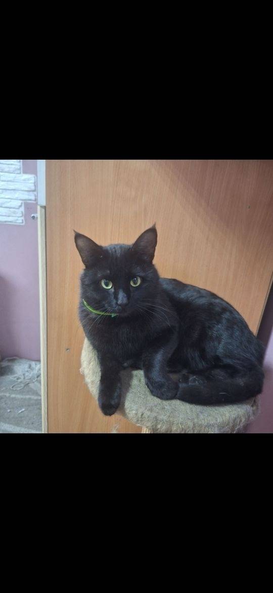 Пропал кот Саша, Матвеев курган