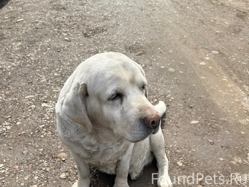 Найден лабрадор, район Дк Орбита