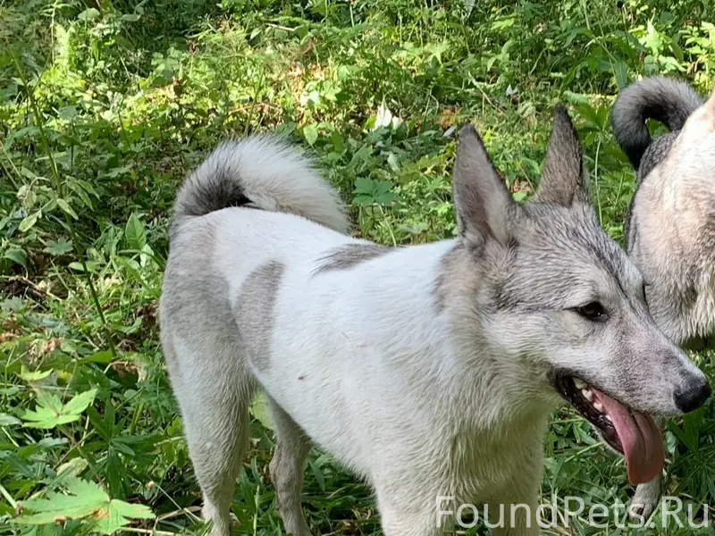 Пропал Рой, западно-сибирская лайка, бело-серый окрас