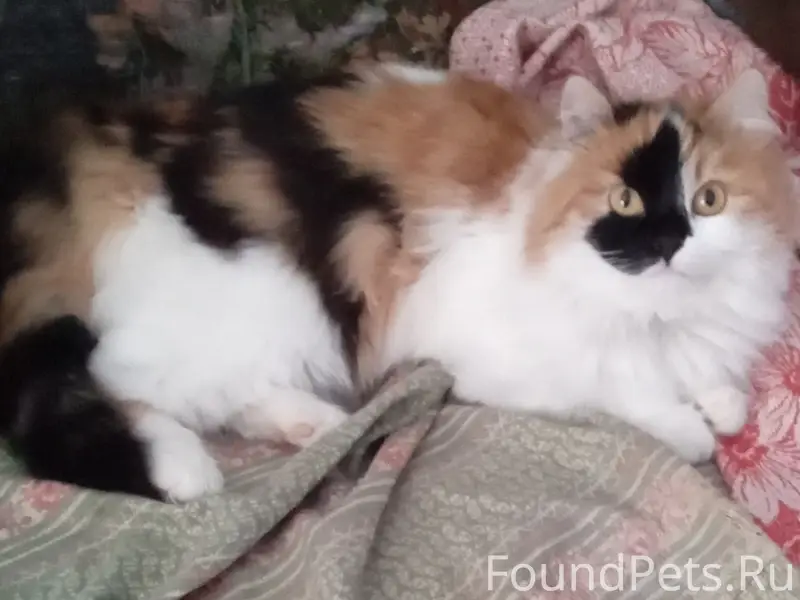 Пропала кошка, за костромкой