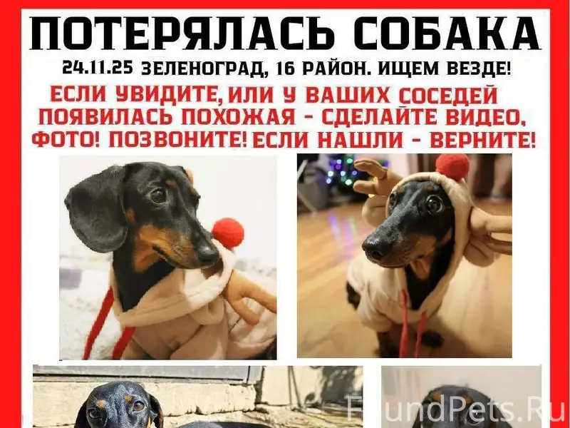 Пропала кроличья такса Несси, Зеленоград, Москва