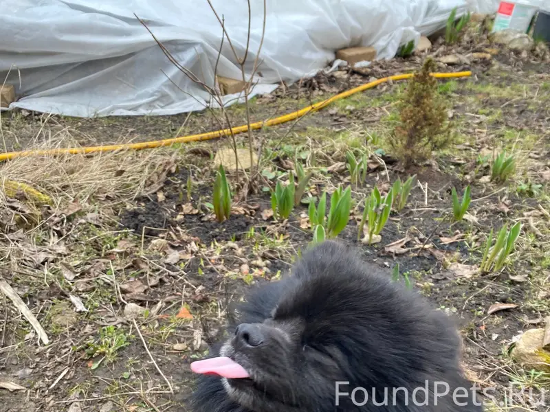 Найден шпиц, район «Мичуринец», «Колосок», «Отдых»