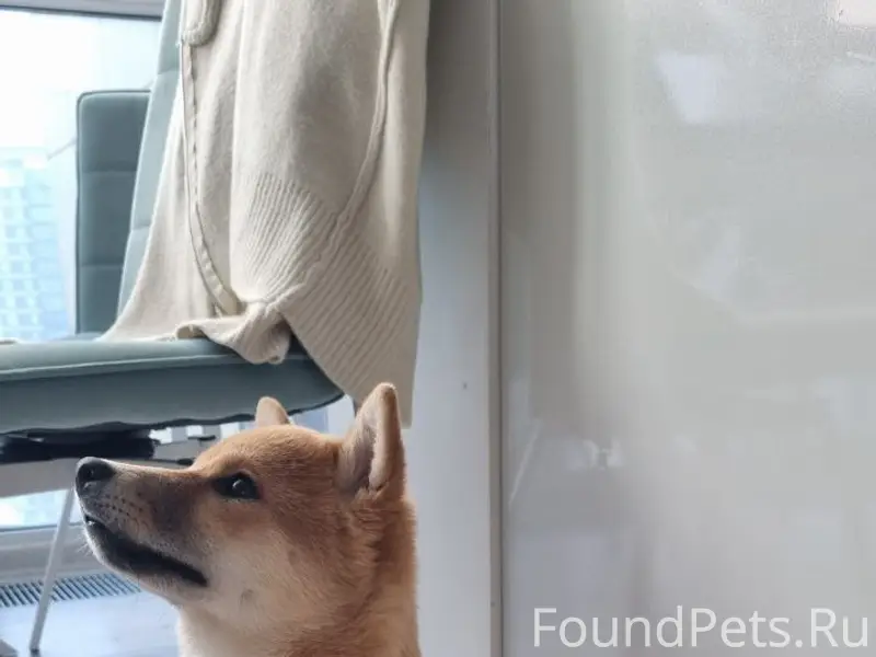 Пропала Сиба-ину, Раменское