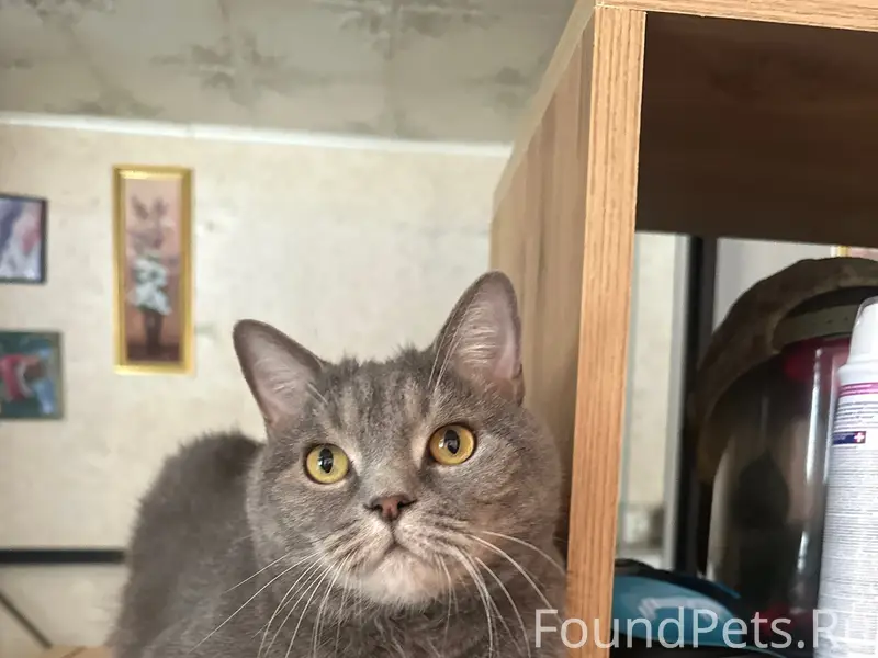 Пропала шотландская вислоухая кошка, Щелково