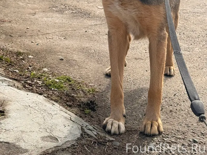 Найдена собака Малина