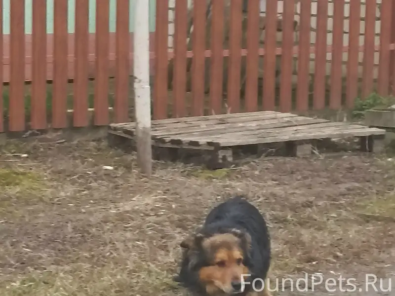 Пропала собака, улица Омская