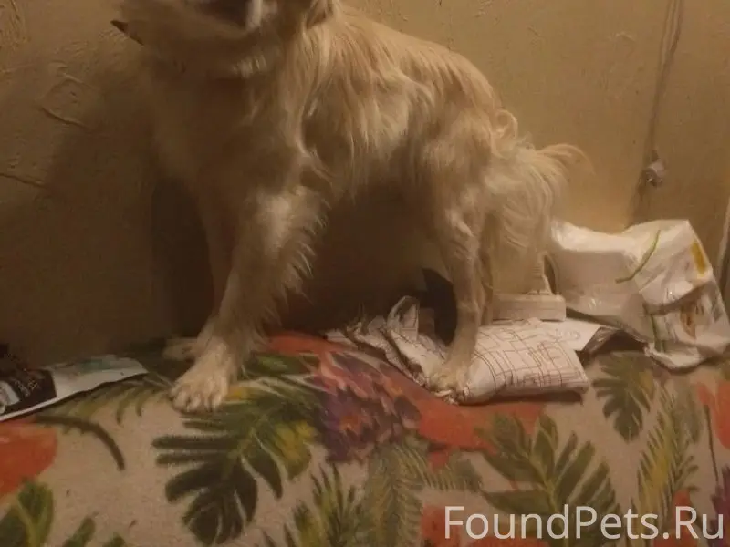 Найден мальчик в ошейнике, Грязи район комбинат