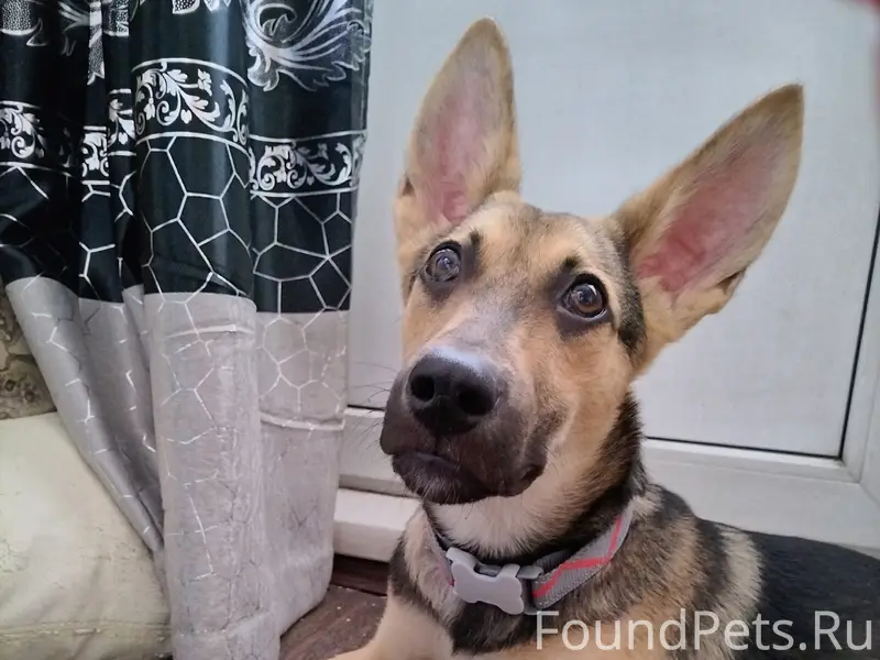 Найден щенок, около 22 мкр 4й дом