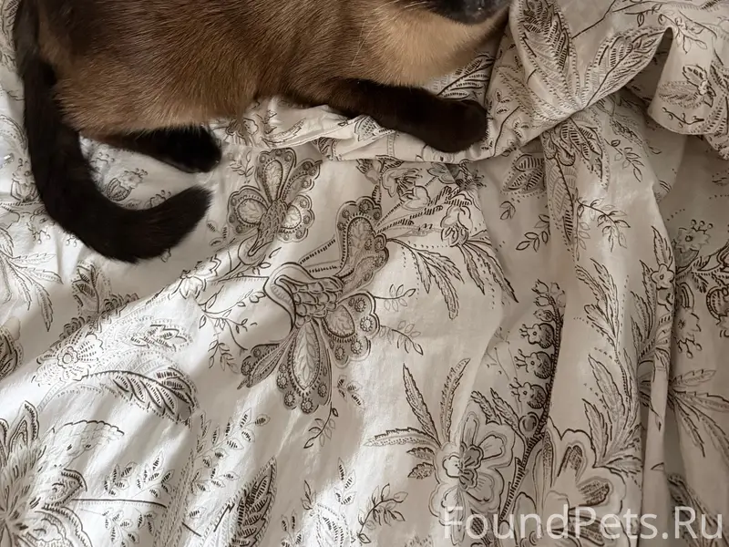 Пропал сиамский кот Коржик, 8 линия