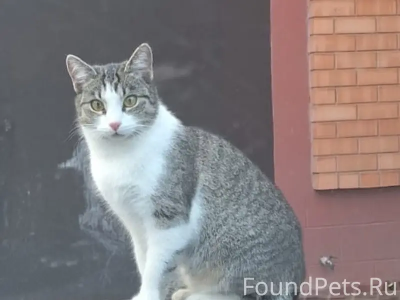 Пропала кошка, район Сармата