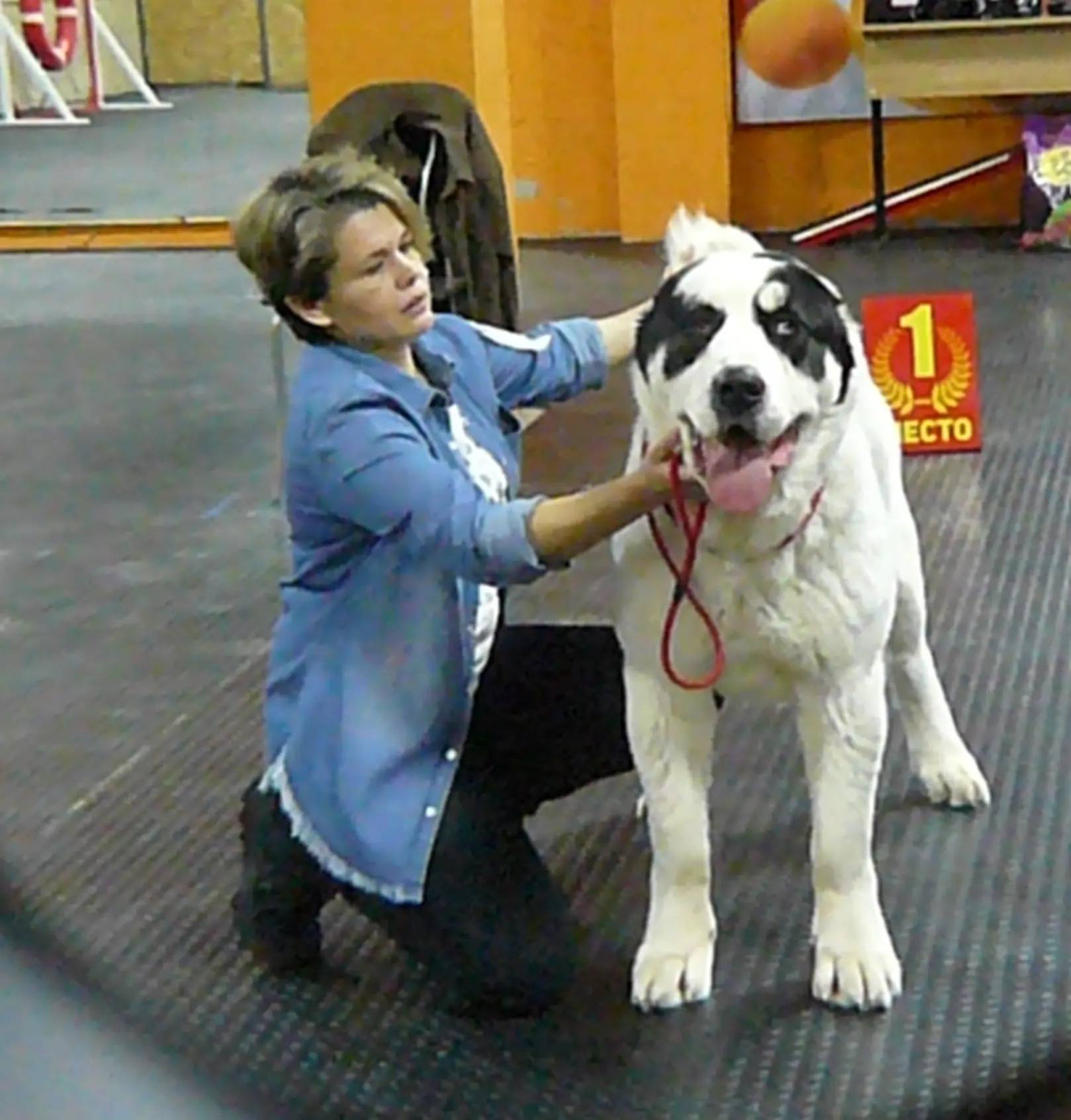 Пропала среднеазиатская овчарка Леди, галокси