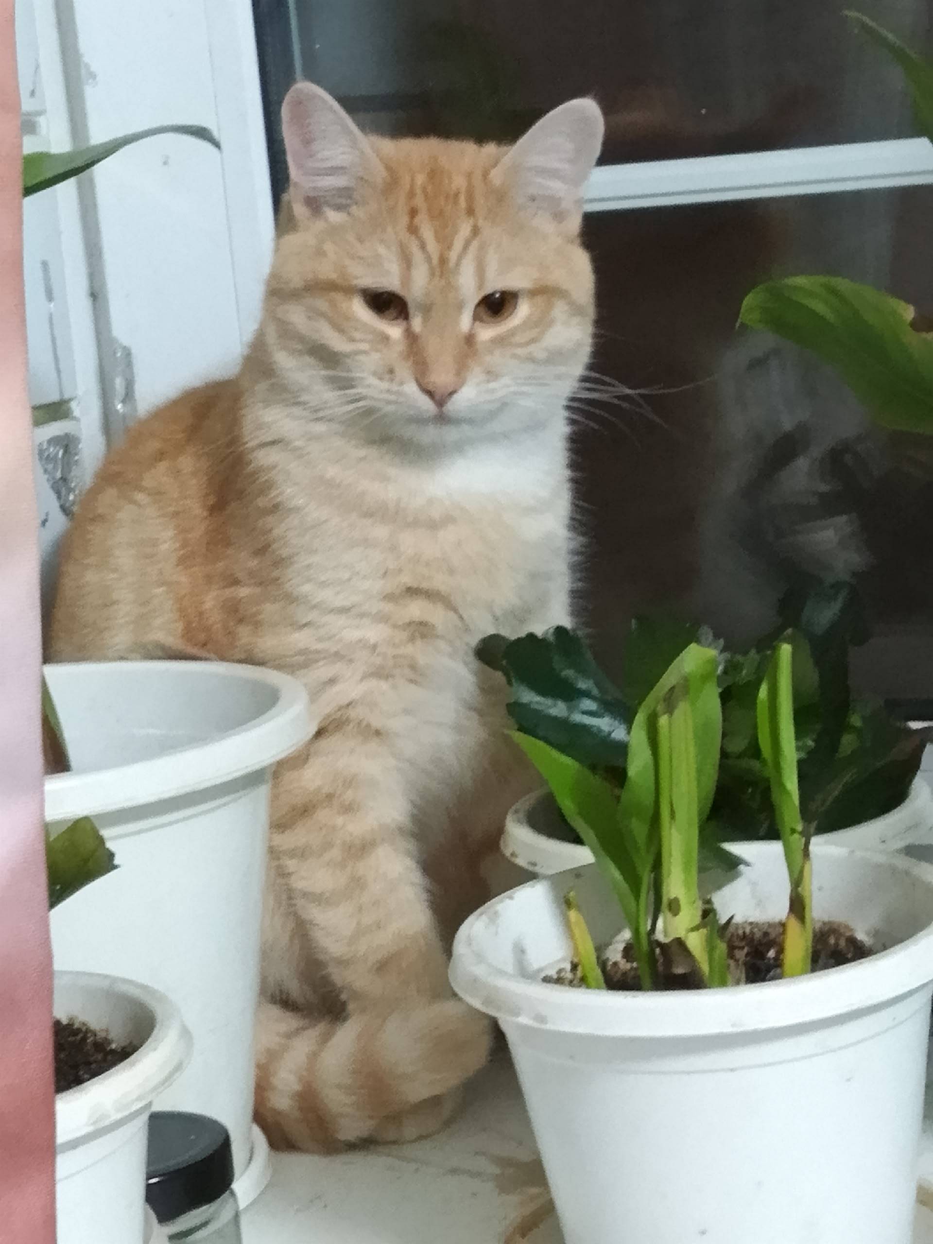 Пропал кот Плюх, Пенза