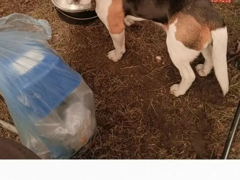 Пропала собака, Прокопьевское водохранилище