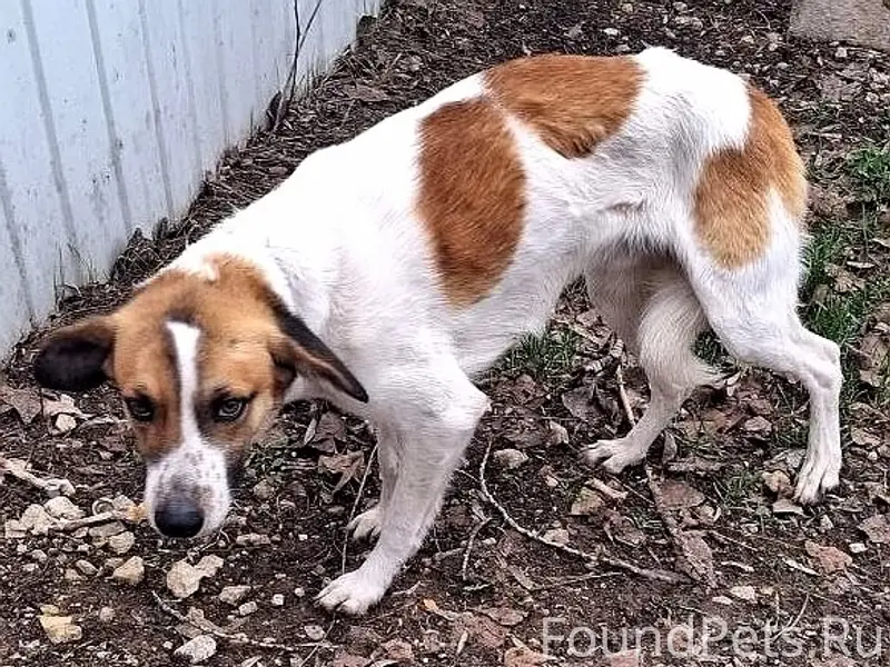 Пропала собака, фенотип эстонская гончая, Энгельс