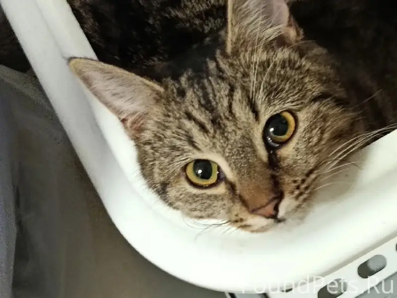 Пропала кошка, Молодежная 1