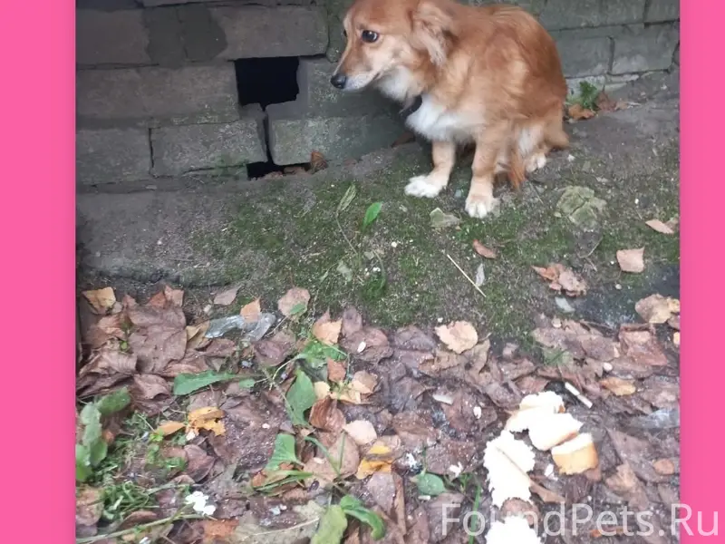 Пропала собака, около больницы