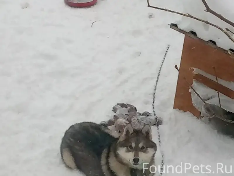 Пропала собака Альма, район Пржевальского