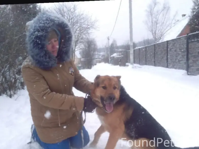 Пропал пёс, Флора-2, гостилицкое шоссе