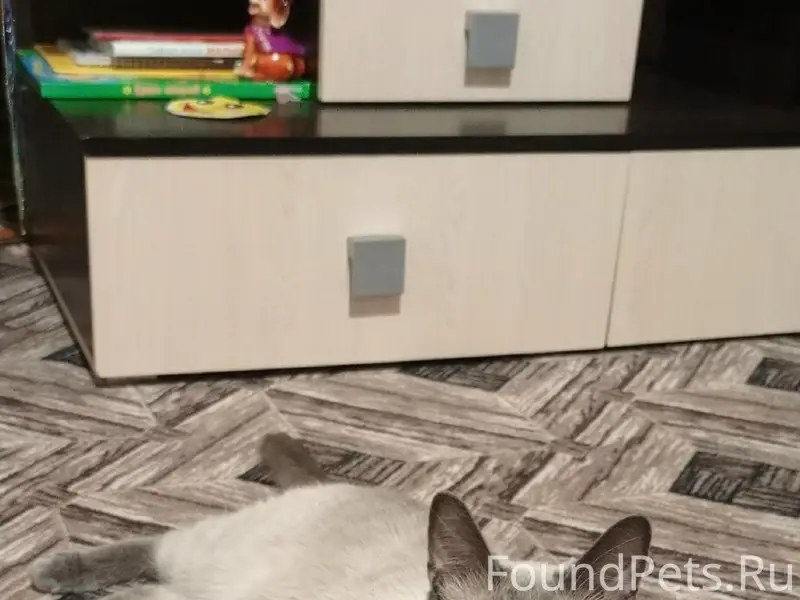 Пропал кот, Сосновка