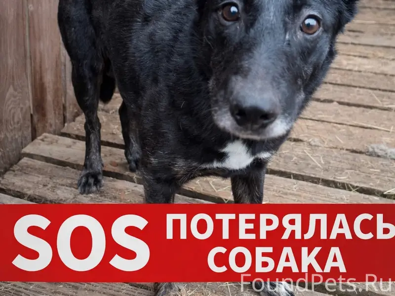 Пропала собака Чапа, район Суханово