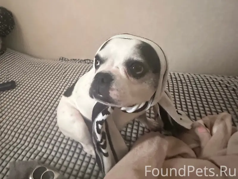 Пропала собака Мери