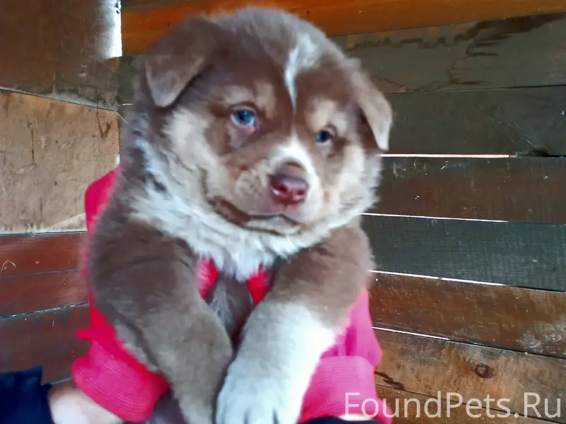 Найдены щенки, около 1,5 месяцев, шоколадного окраса