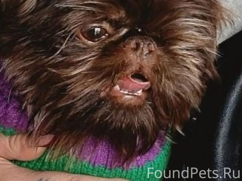 Пропала собака Дара, район третьей больницы