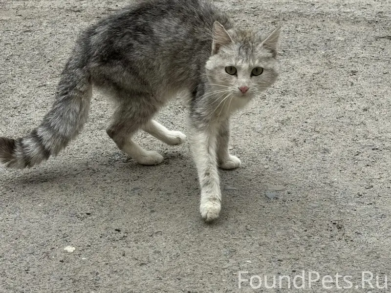 Найдена кошка, предположительно домашний питомец, ВГД