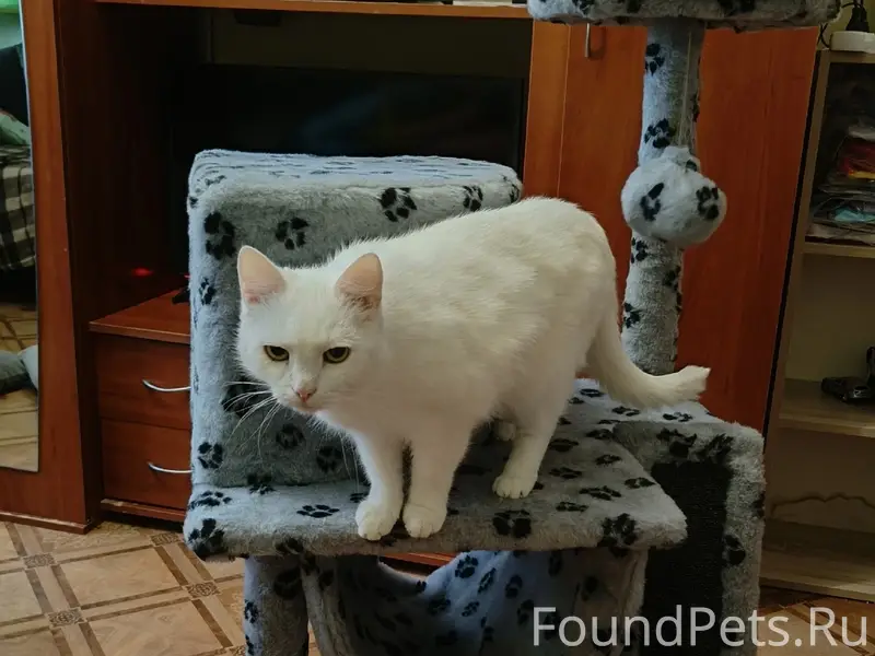 Пропал кот Саймон, улица 9 Мая