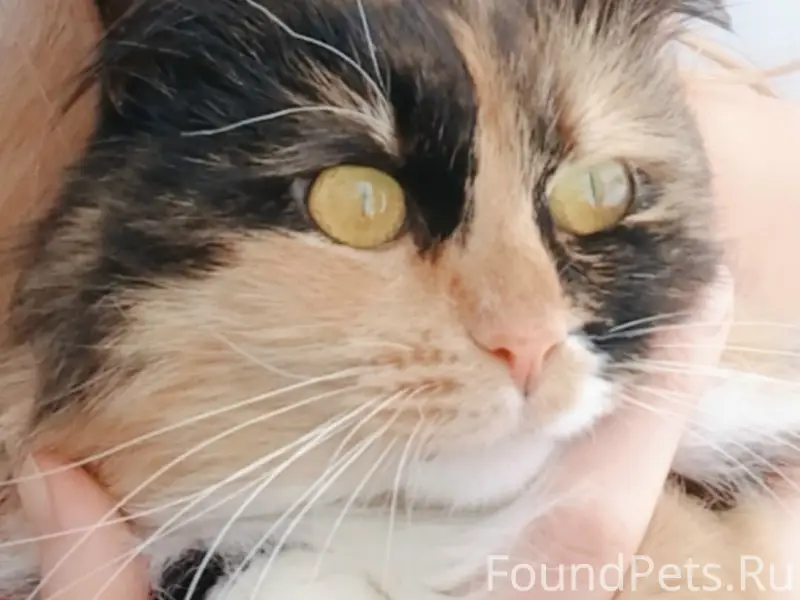 Пропала кошка, Торфяной